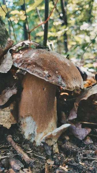 У яких лісах Волині вже завершується грибний сезон (фото)