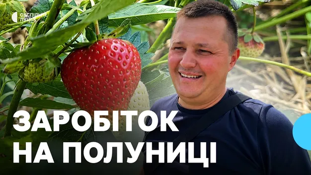 «Полуничний рай» Волині: у селі Хорохорин триває сезон збору ягід (фото, відео)