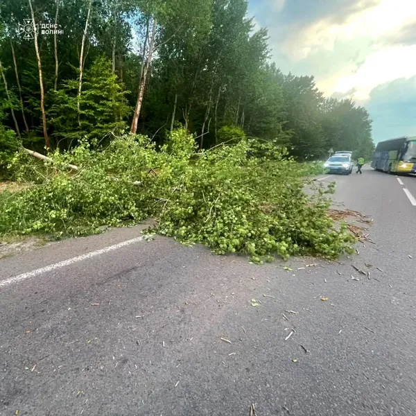 На Волині буревій наробив лиха: повалені дерева паралізували рух транспорту (фото)