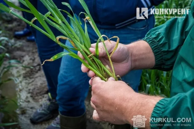 Волинські агрогосподарства діляться секретами вирощування жита 