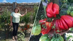 «Королева томатів»: волинянка вирощує понад 400 сортів рідкісних помідорів (фото)