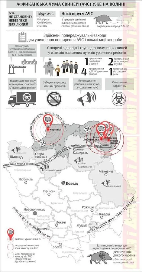 Через африканську чуму на Волині знищили 70 свиней