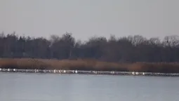 На Волині зимують рідкісні птахи (фото)