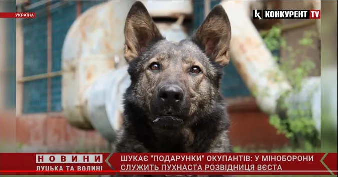 Шукає небезпечні об’єкти, що залишили рашисти: розвідка показала собаку-розвідницю Вєсту (відео)