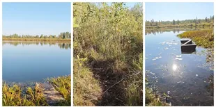 На Поліссі серед хащів та трясовини причаїлося озеро, де водиться чимало риби (відео)