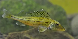 У річках Полісся водиться риба-ненажера, з якої варили смачнющу юшку (фото)