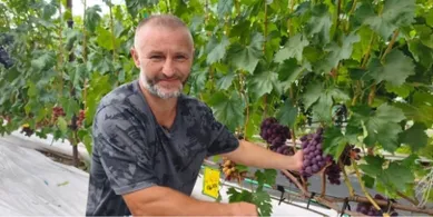 Створили «маленький Крим»: як родина з Волині вирощує 50 сортів винограду (фото, відео)