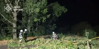 Негода повалила дерево на дорогу в Луцькому районі