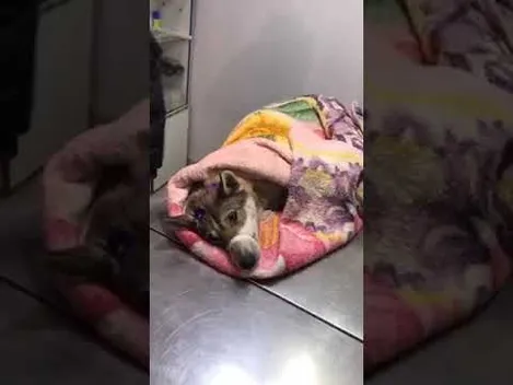 Запхали в мішок і били трубою: на Львівщині підлітки знущалися з собаки (фото, відео)