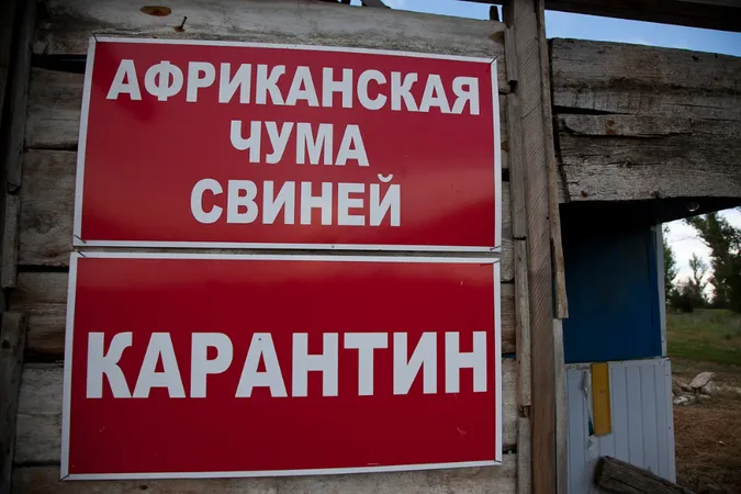 Волиняни обурені введенням карантину щодо африканської чуми свиней 