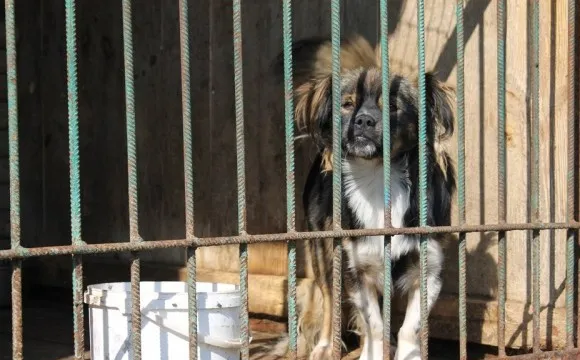 У Луцькраді розповіли, скільки в КП «Ласка» тварин
