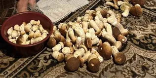 «У неї свої місця»: волинянка приносить з лісу по кілька відер білих за раз (фото)