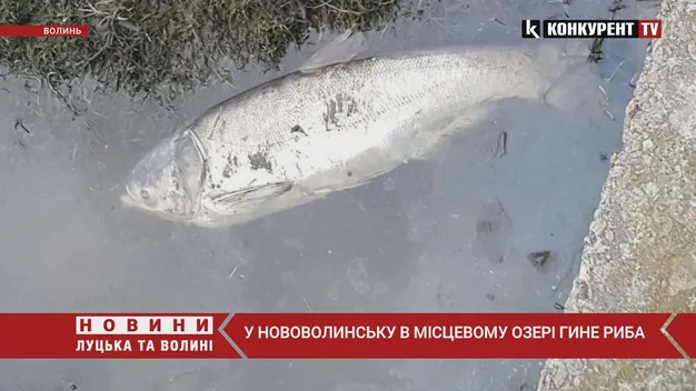 На Волині в одному з озер масово гине риба (відео)