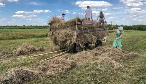 Згрібане сіно закидають і складають на віз