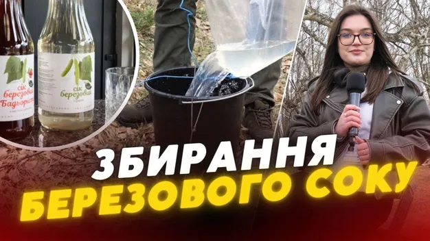 Не всі дерева – ваші: як збирати березовий сік на Волині, щоб не отримати штраф (відео)