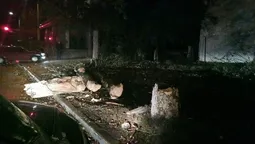 Сильний вітер повалив у Луцьку дерево (фото) 