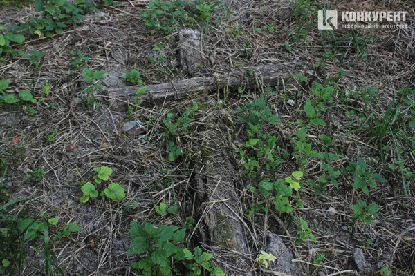 Пальма, криниця і «могила хом'яка»: (не)містична прогулянка луцьким цвинтарем (фото)