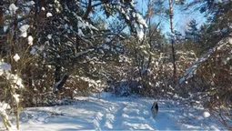 На Волині в лісі знайшли живе іудине вухо (фото)