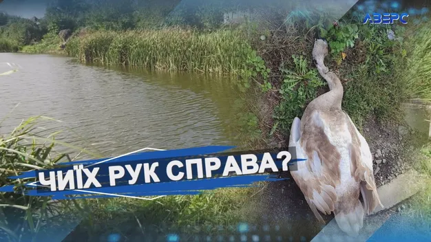У Луцьку знайшли лебедя з перерізаним горлом (відео)