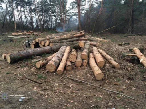 На Волині впіймали крадія деревини