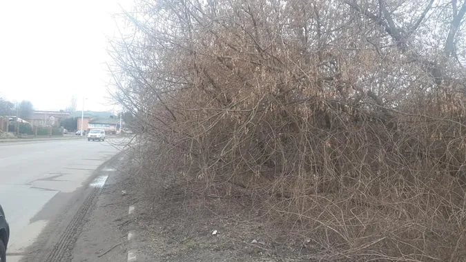 Тільки по одному: на луцькій вулиці кущі заважають людям ходити