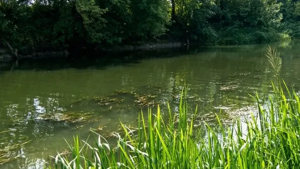 У червні річку Стир від водоростей комунальники обіцяли розчистити до кінця липня