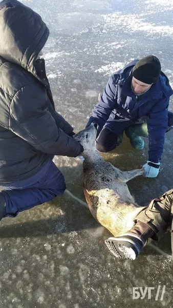 На Волині на льоду знайшли поранену браконьєрами сарну (фото)