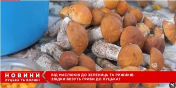 Від білих і красноголовців до зелениць і рижиків: на луцькому ринку – грибний ажіотаж (відео)