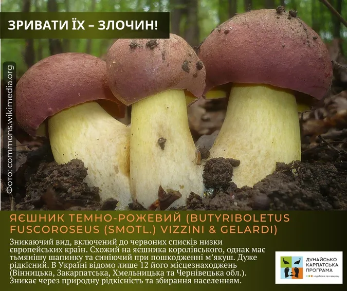 Не тільки отруйні: які гриби не можна збирати в Україні (фото)
