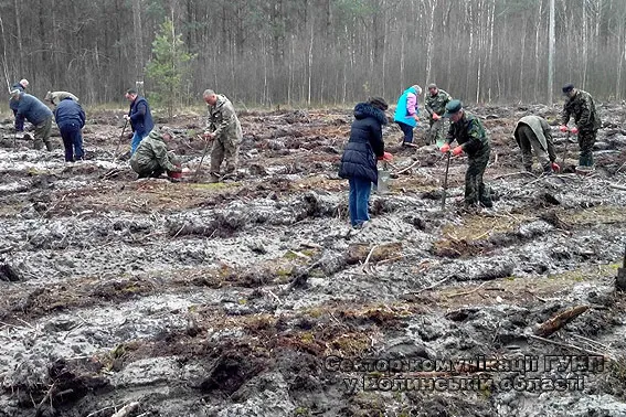 Волинські правоохоронці висадили майже гектар лісу