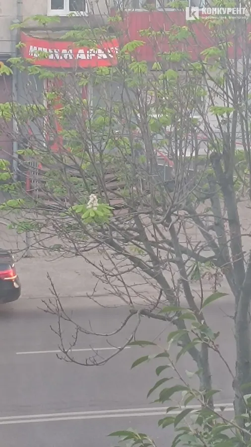 Природна аномалія: в осінньому Луцьку розцвів каштан (фото)