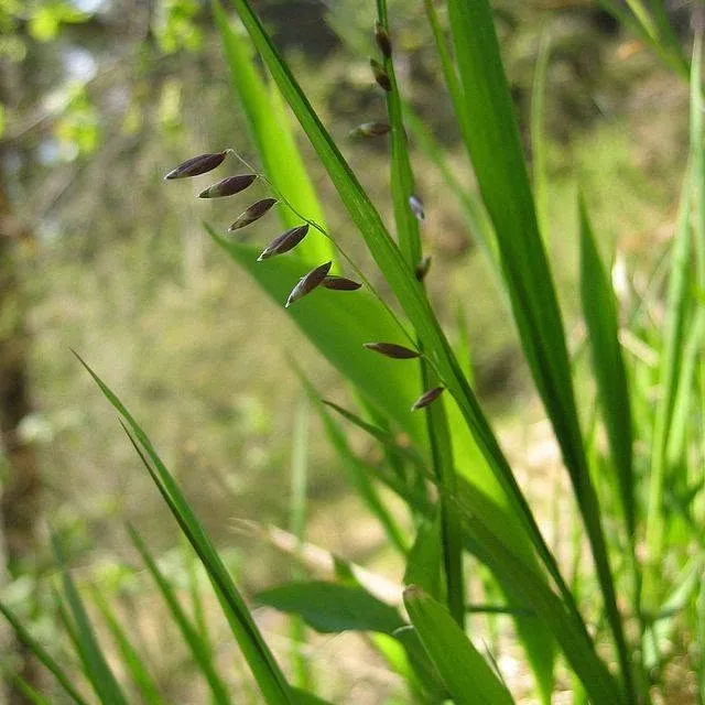 Перлівка поникла (Melica nutans)