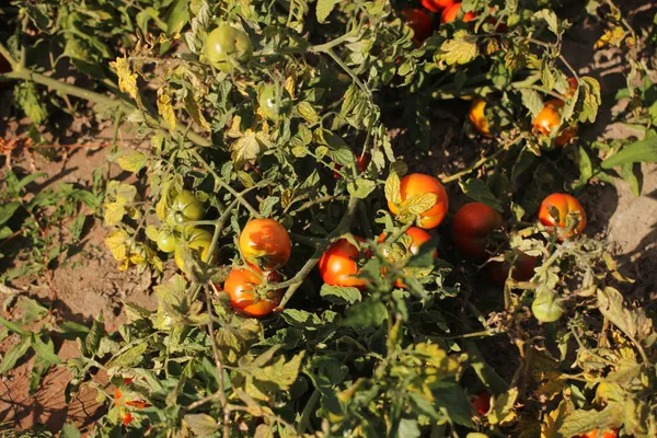 Під Луцьком просто з поля продають помідори: як і за скільки їх купити (фото)
