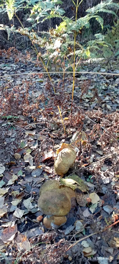 У лісах Волині з'явились гриби з лускою (фото)