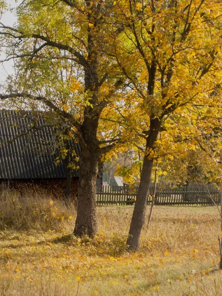 Простота, спокій, загадковість: осінь у селі на Волині (фото)