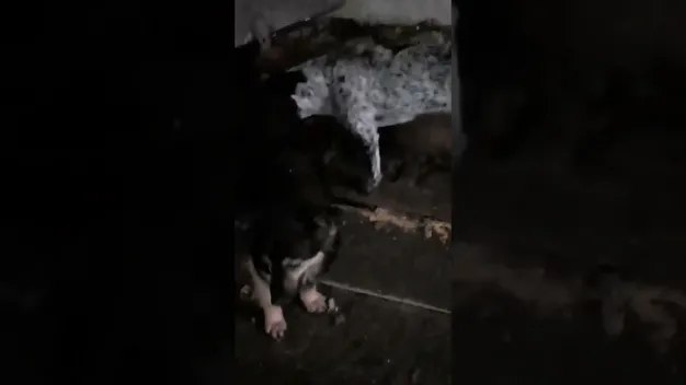 Міняє псів на оковиту: під Луцьком чоловіка звинувачують у живодерстві (відео)