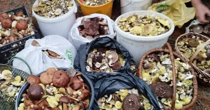 Де на Волині збирають цілі гори зелениць