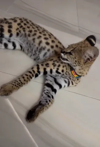 😼 Луцька блогерка показала свою хижу кицьку (відео)