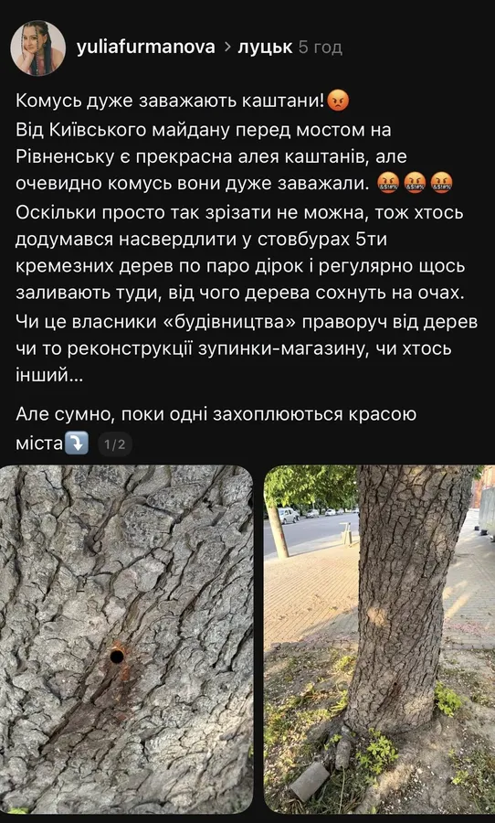 У Луцьку невідомі травлять кремезні каштани? Що коїться біля одного з нових ЖК (фото)