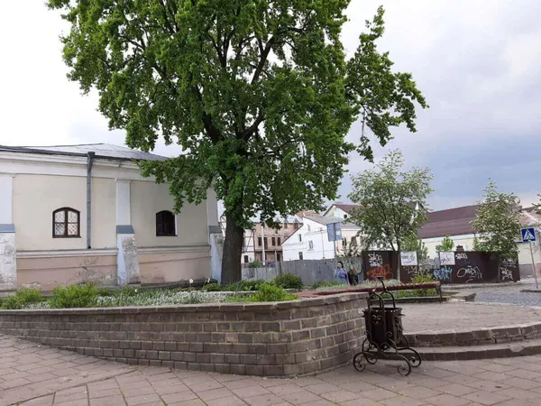Лесин ясен позбавлять статусу пам’ятки природи. Натомість буде пам'ятний... дуб (фото)