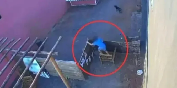 У Бразилії 9-річний хлопчик вдерся до ветлікарні та вбив 23 тварин