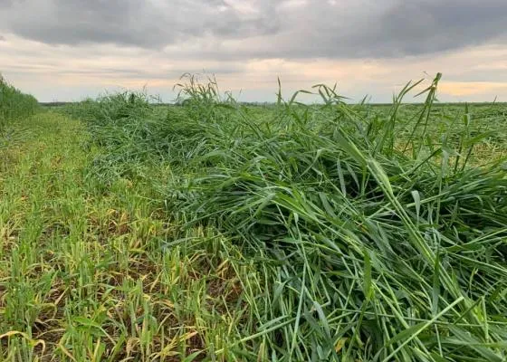 На Волині розпочали заготівлю зелених кормів (фото)