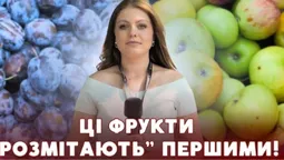 Сезон садовини у розпалі: які ціни на яблука, груші та сливи на луцьких ринках (відео)