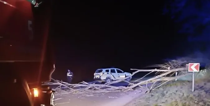 На Волині вночі дерево «здуло» на дорогу (фото)