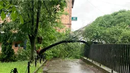 Негода у Луцьку: вночі вітер повалив дерево (фото)