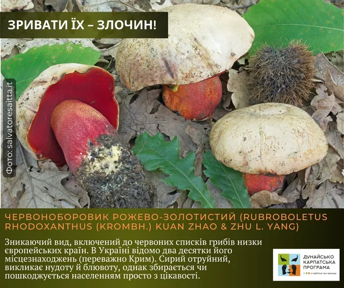 Не тільки отруйні: які гриби не можна збирати в Україні (фото)