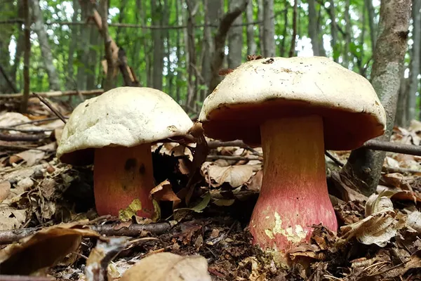 Боровик диявола: який отруйний «двійник» маскується під білий гриб (фото)