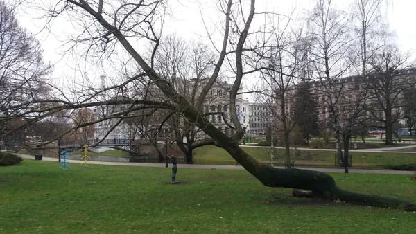 #Сім_сорок. НедоРИГАний Луцьк: дерева