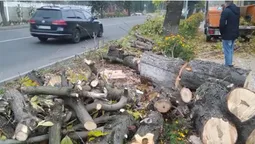 У Луцьку зріжуть пів сотні дерев, які заважають ремонту (відео)