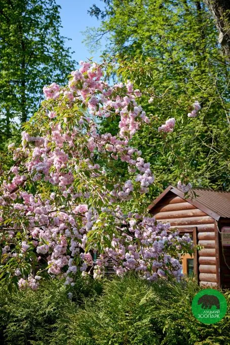 Рожеві зефірні хмаринки: у луцькому зоопарку зацвіли сакури (фото)